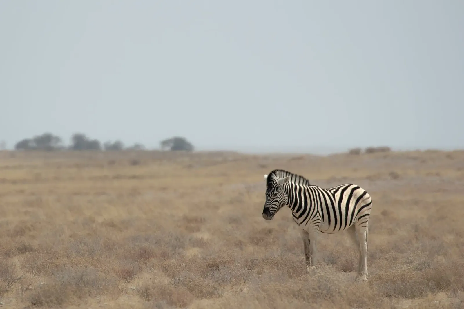 A Lone Zebra plexiglass da pilotpegasus