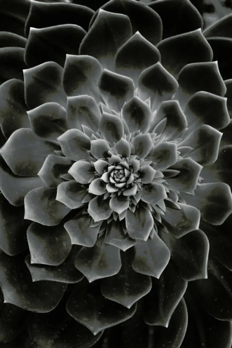 Succulent II pellicola backlit da Victoria Frost