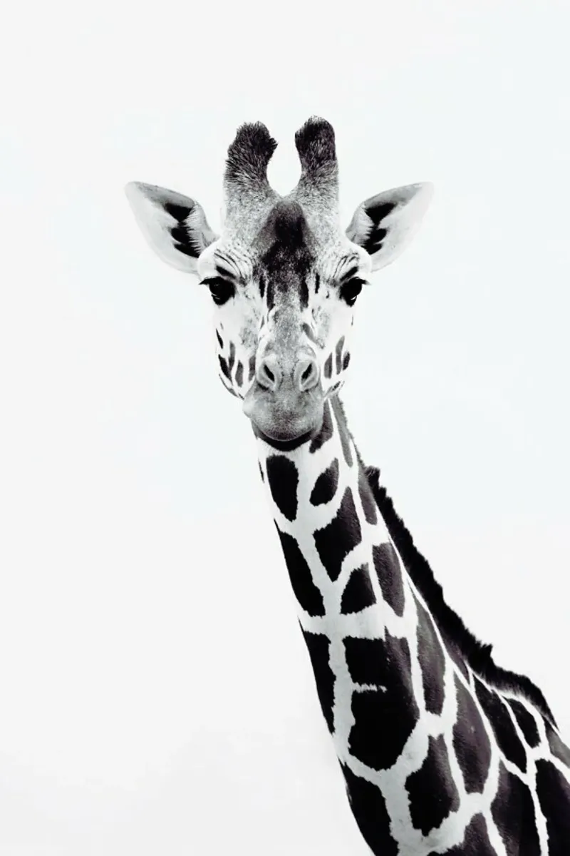 Giraffe pellicola backlit da Monika Strigel