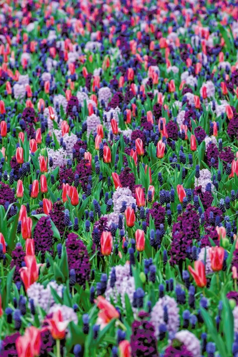 Tulip Field Purple pellicola backlit da Curious Collections by Marielle Leenders