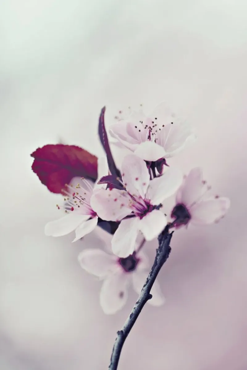 Hanami Fiore di ciliegio pellicola backlit da Monika Strigel
