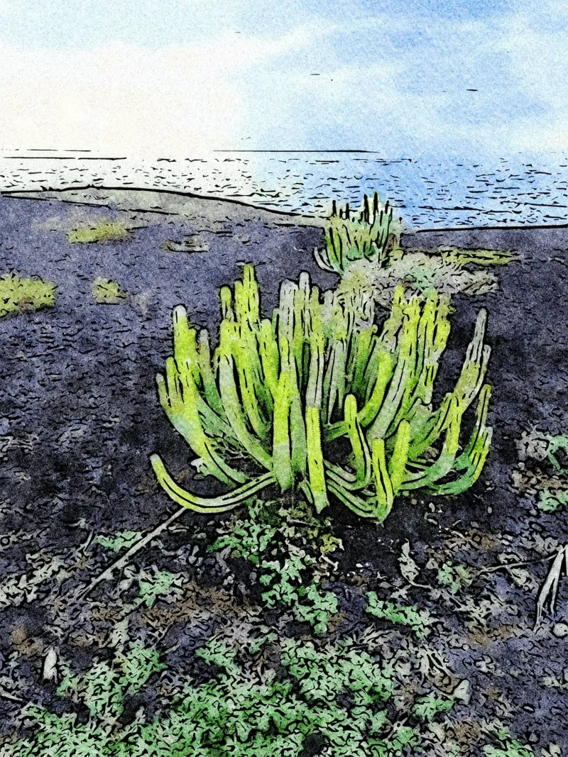 cactus poster da Massimo Frascogna