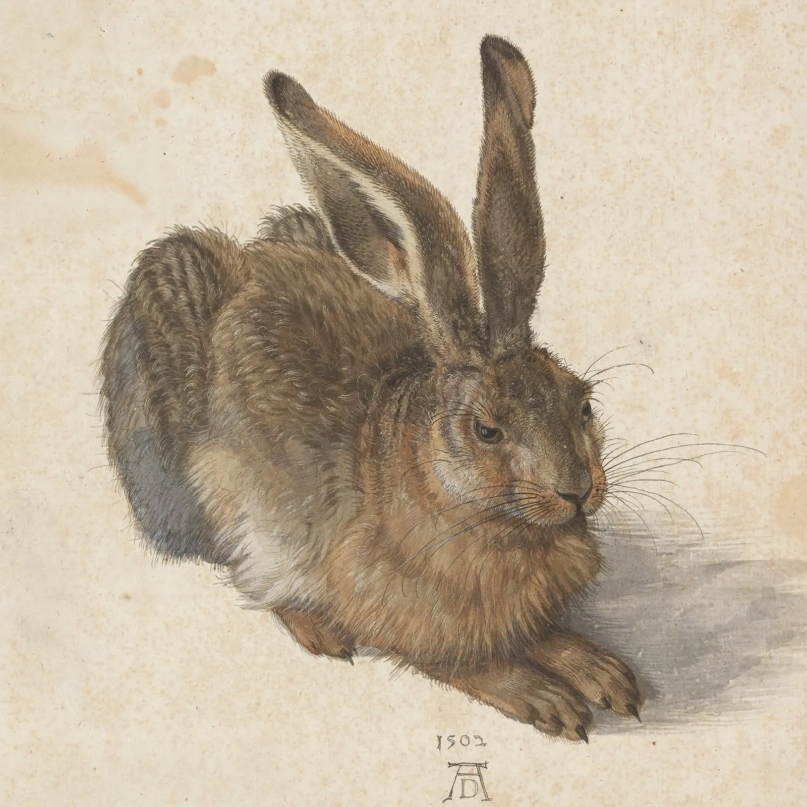 Albrecht Durer - Lepre plexiglass da Timeless Artworks