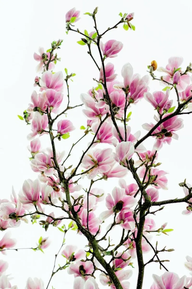 Magnolia Pink 2 canvas by Curious Collections by Marielle Leenders