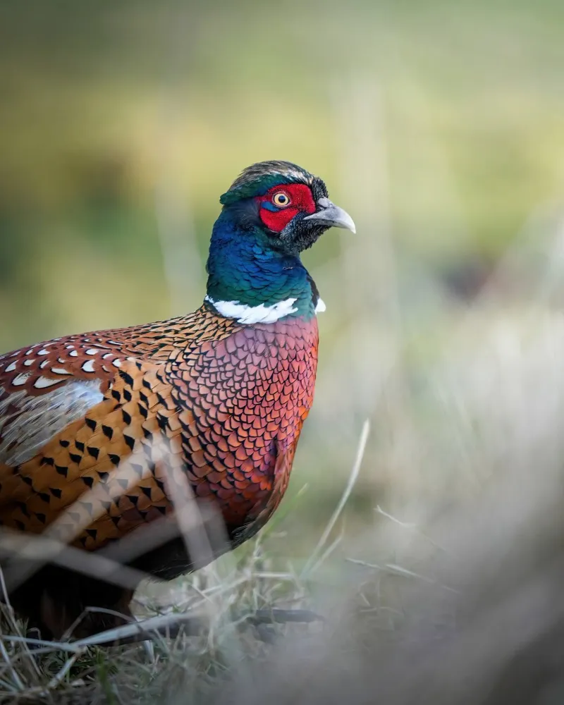 Fagiano pellicola backlit da Tom's Wildlife