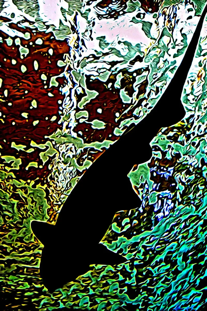 Lo squalo nero pellicola backlit da Massimo Frascogna