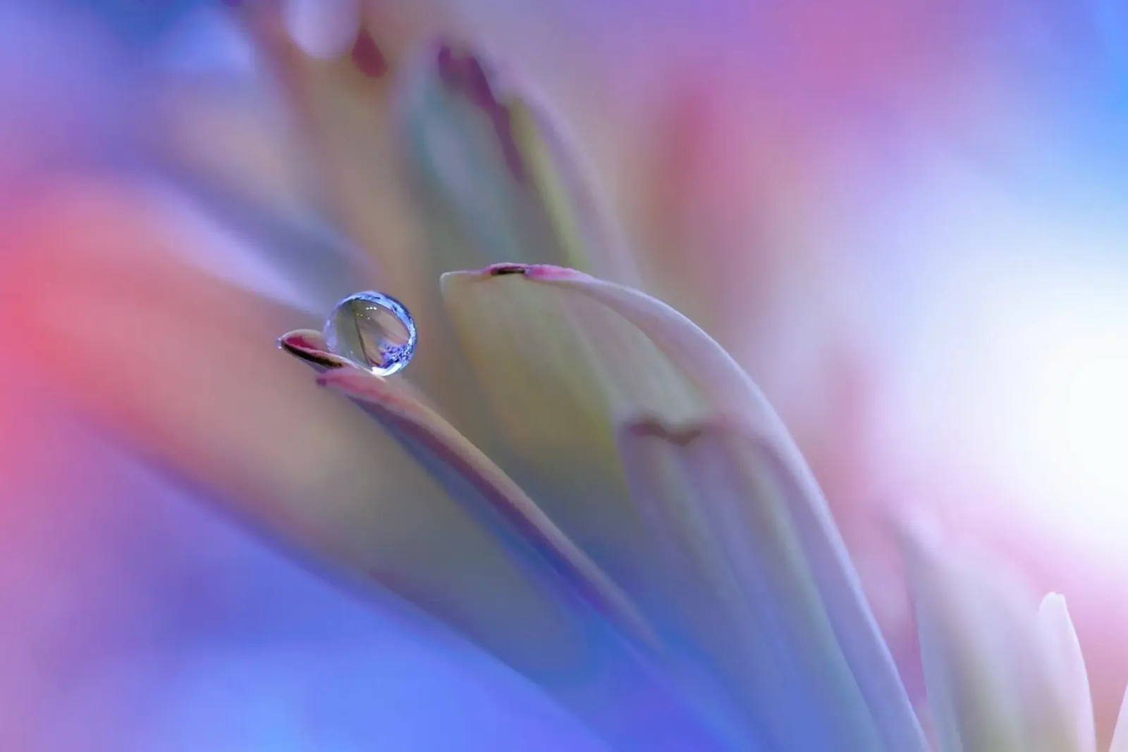 Touch Me Softly - Juliana Nan plexiglass da Pictufy