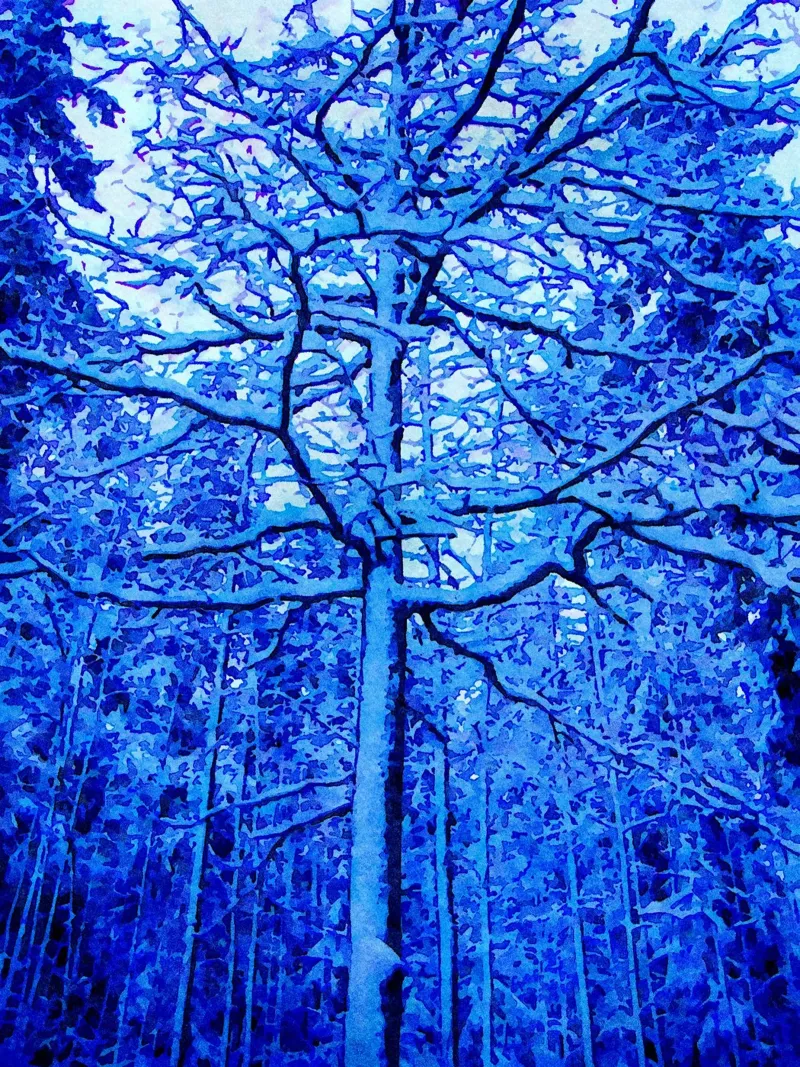 Albero invernale pellicola backlit da Massimo Frascogna