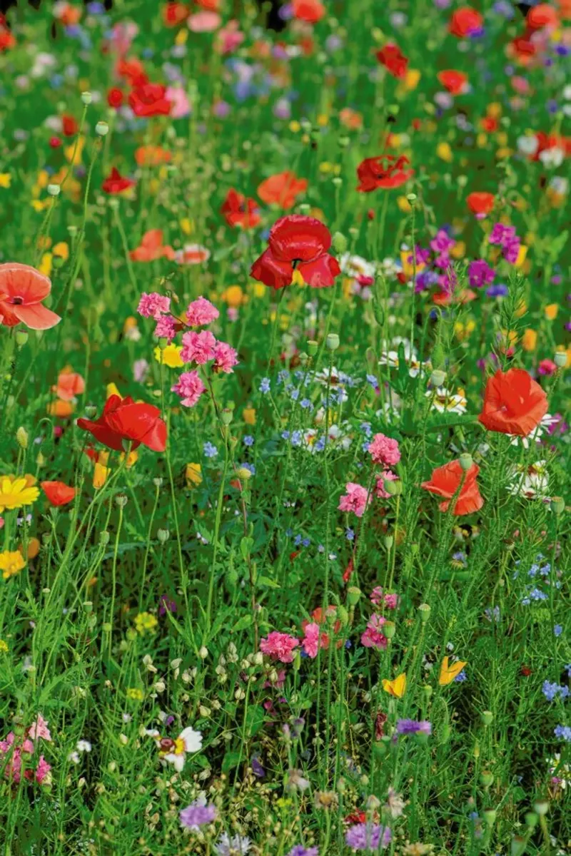 Wild Flowers Field 2 poster con telaio in legno da Curious Collections by Marielle Leenders