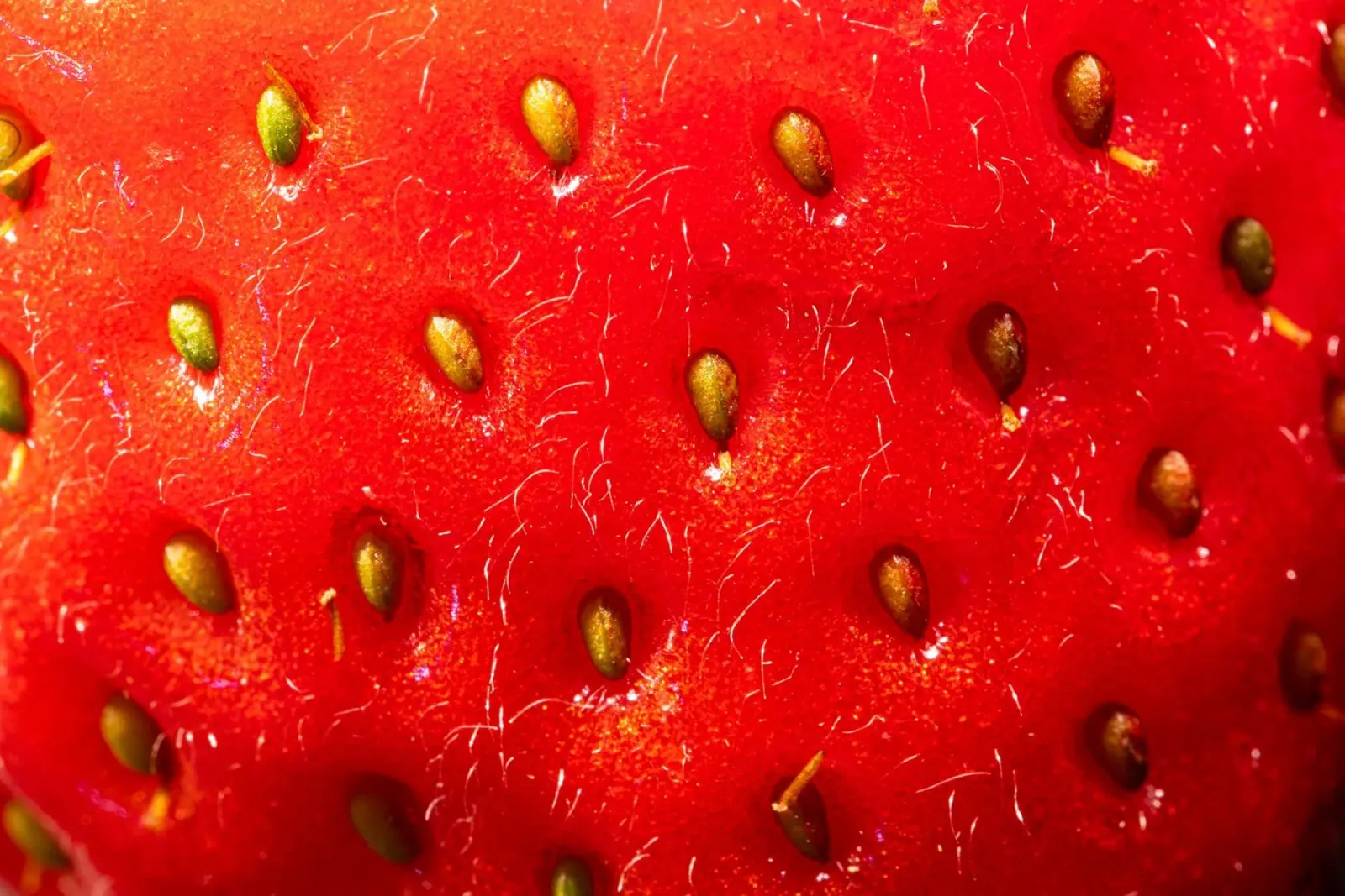 Primo piano di una fragola pellicola backlit da Marcus Beckert | Fotografie