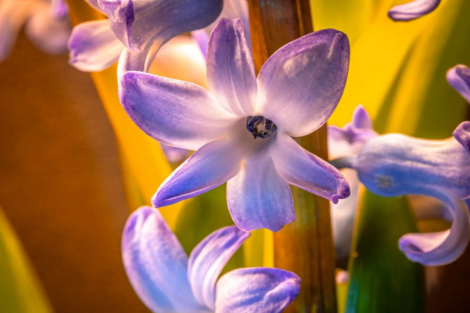 Blüte der blauen Hyazinthe Poster mit Kunststoffrahmen von Marcus Beckert | Fotografie