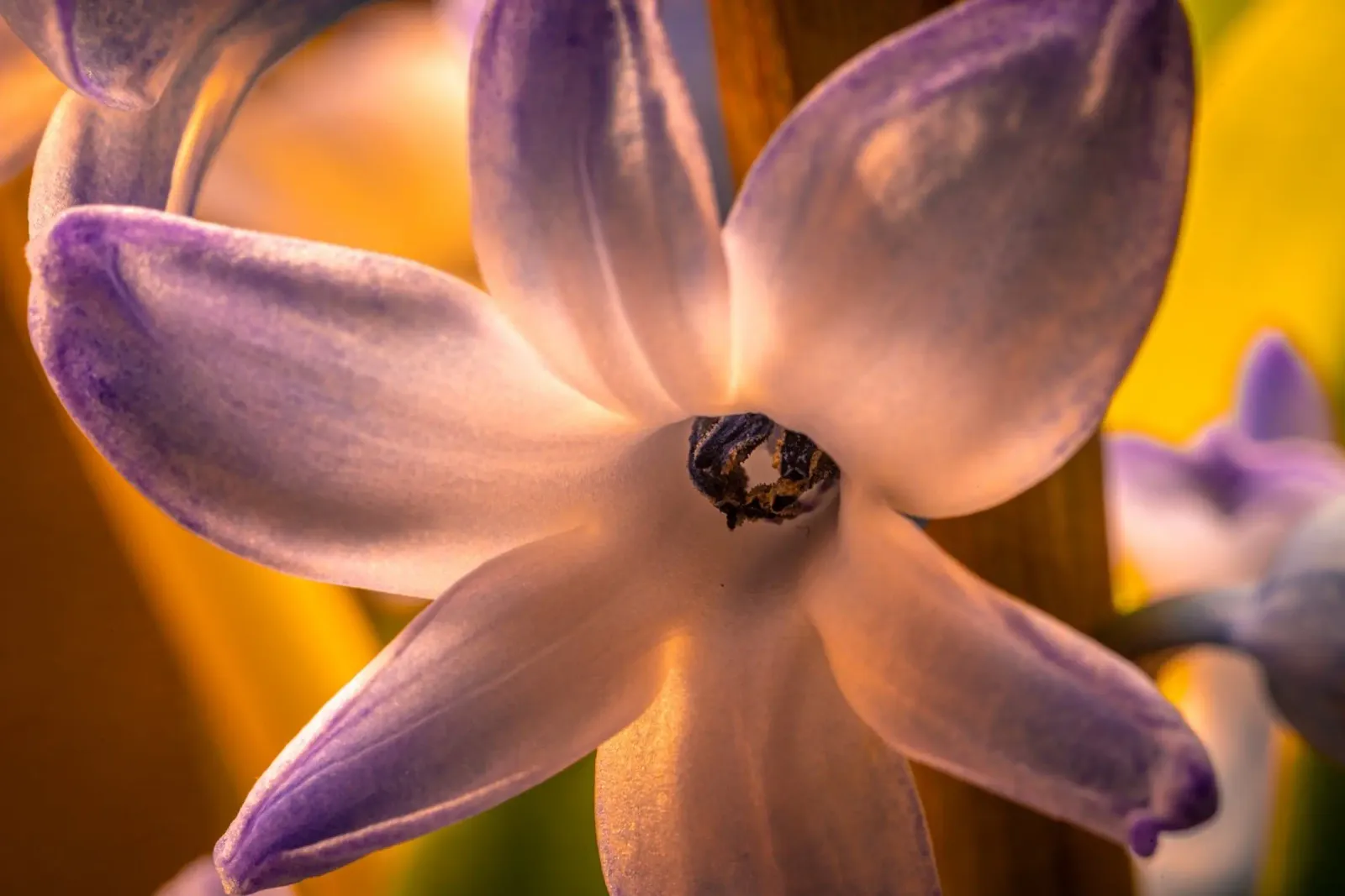 Close-up of a blue hyacinth canvas by Marcus Beckert | Fotografie