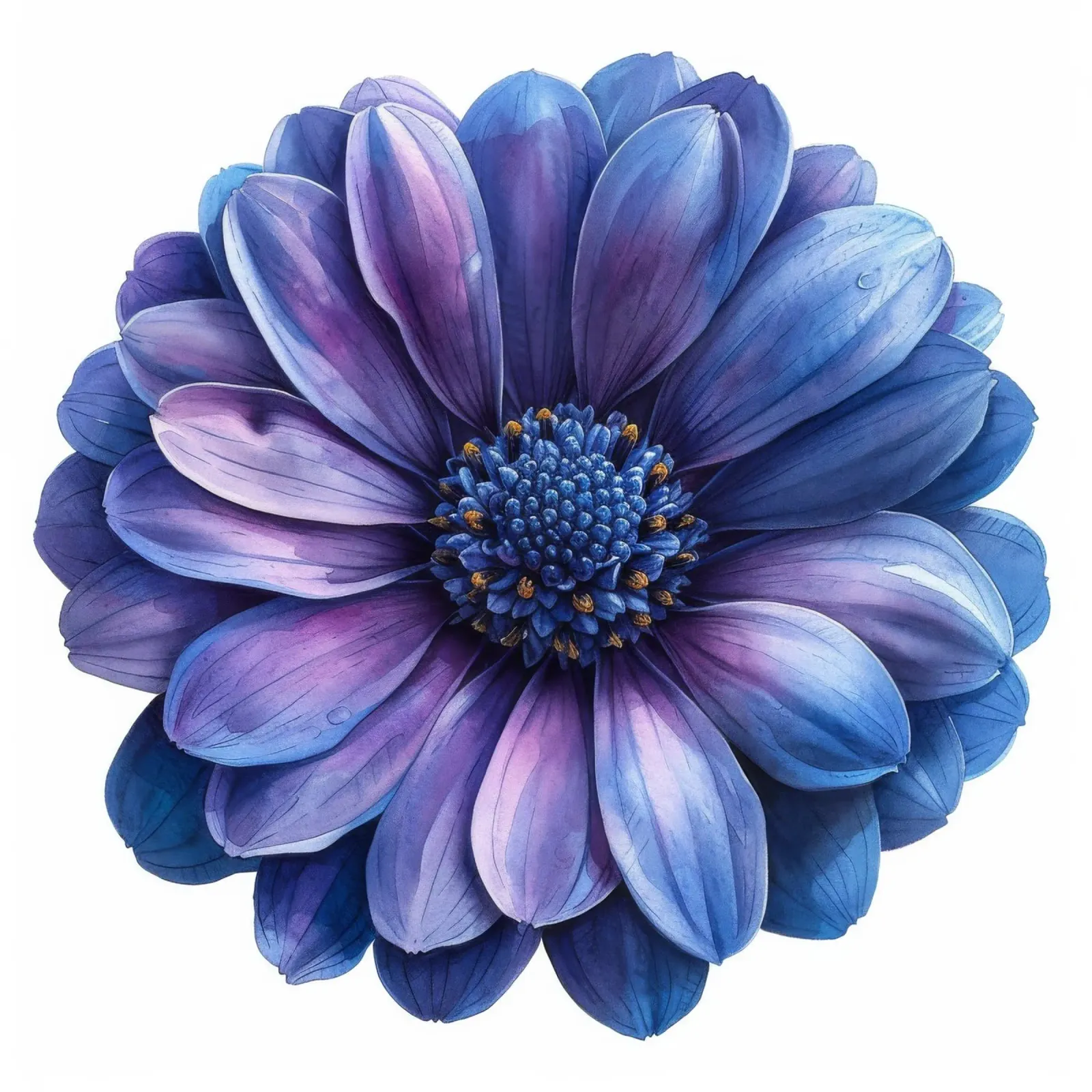 Cineraria Flower 1 canvas by Bold Blooms