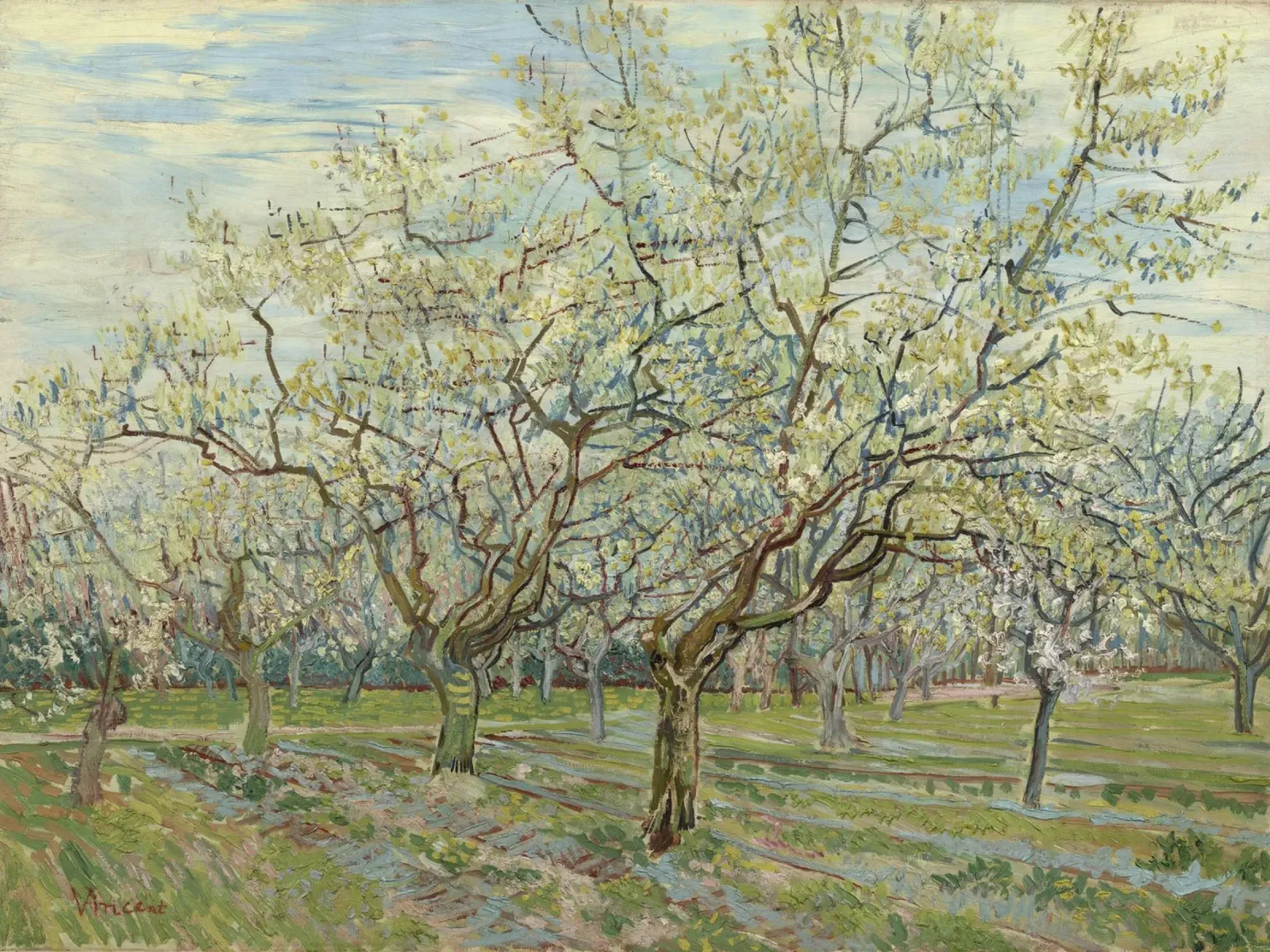 Vincent van Gogh - Frutteto bianco poster con telaio in alluminio da Timeless Artworks