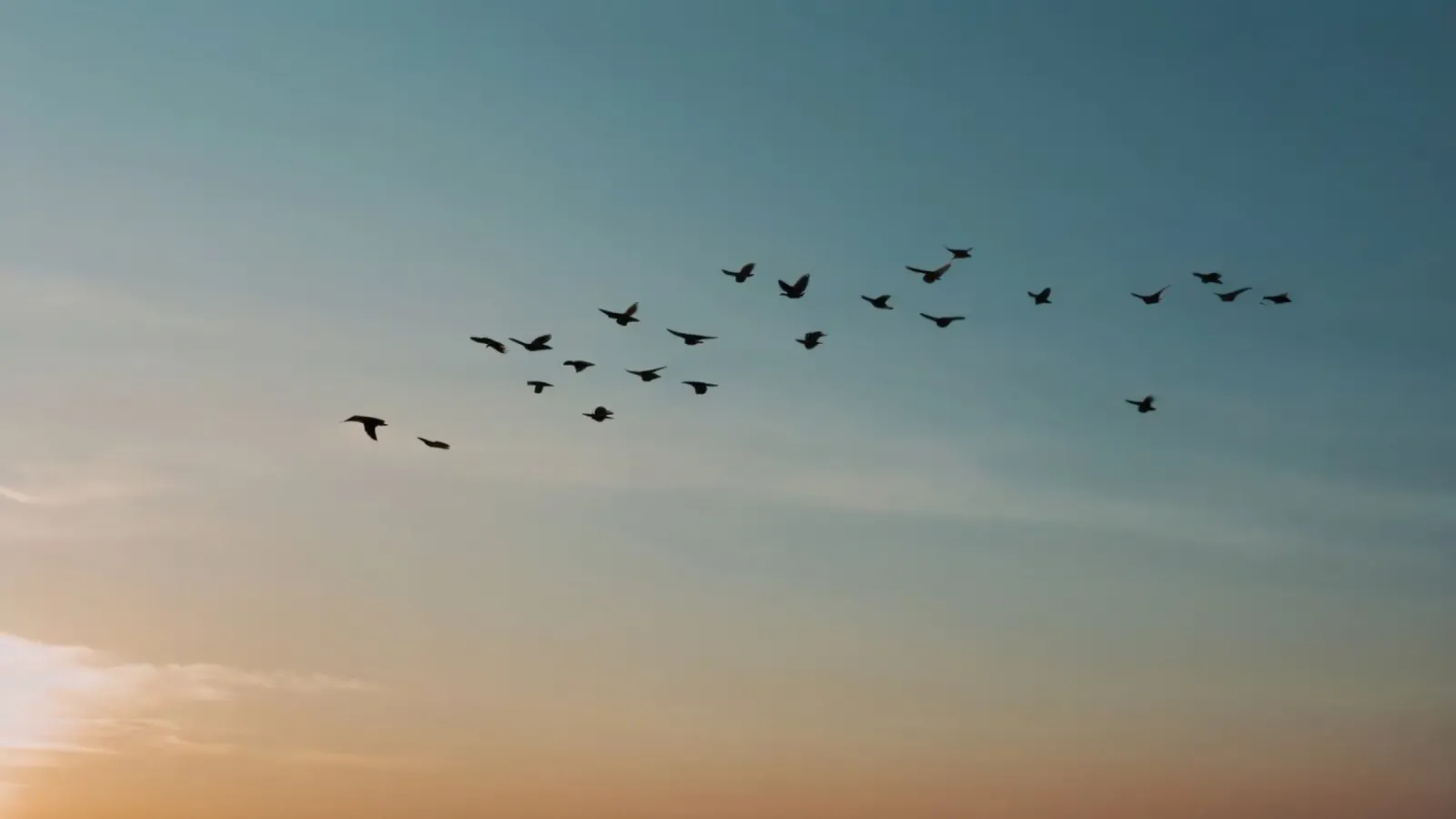 Stormo di uccelli che vola in formazione su un tramonto vibrante pellicola backlit da DesignDoodle