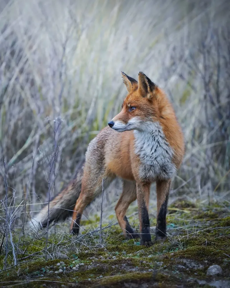 Fox hahnemühle by Tom's Wildlife