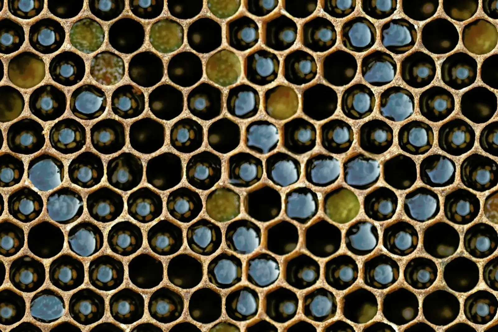 Bee Pattern pellicola backlit da Curious Collections by Marielle Leenders