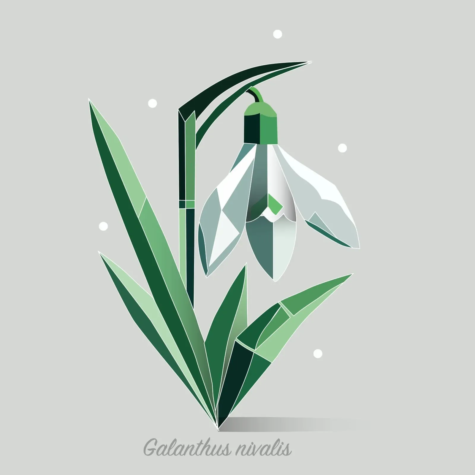 Snowdrops - Elegant representation of the early bloomers hahnemühle by namosh