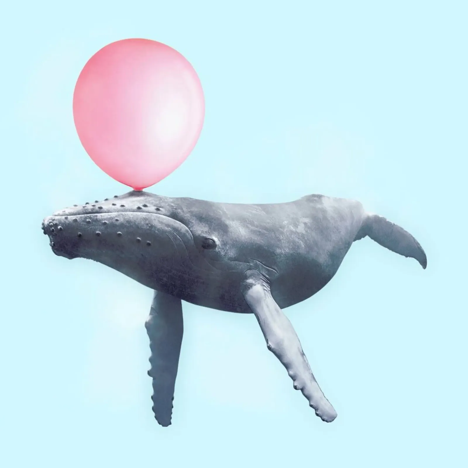Bubblegum Whale pellicola backlit da Paul Fuentes Design