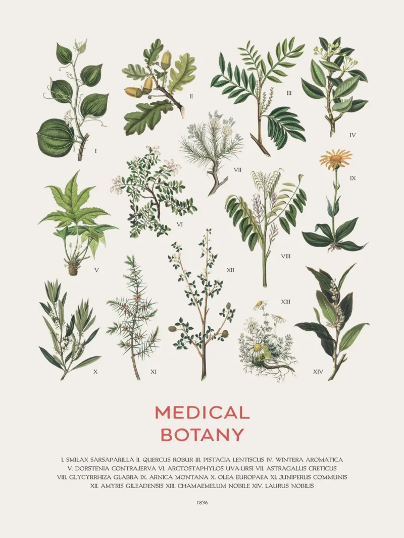 Medicinal Plants Chart hahnemühle by Vintagrafica