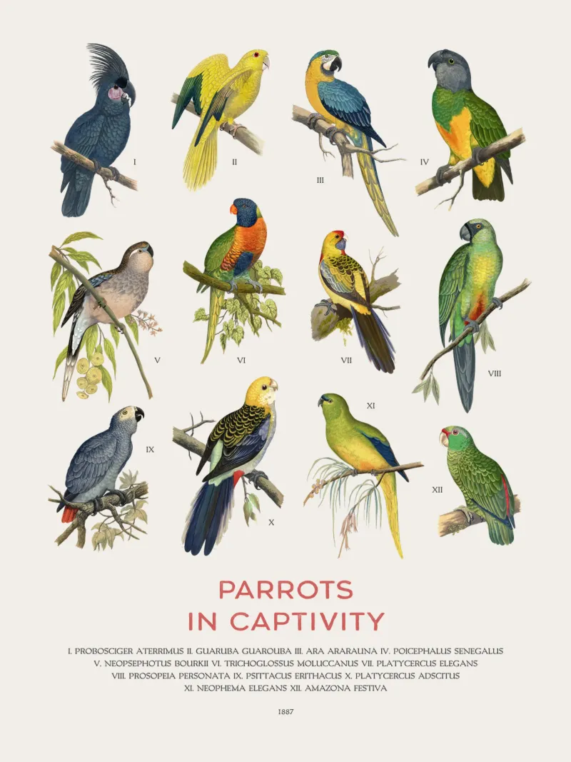 Types of Parrots chart hahnemühle by Vintagrafica
