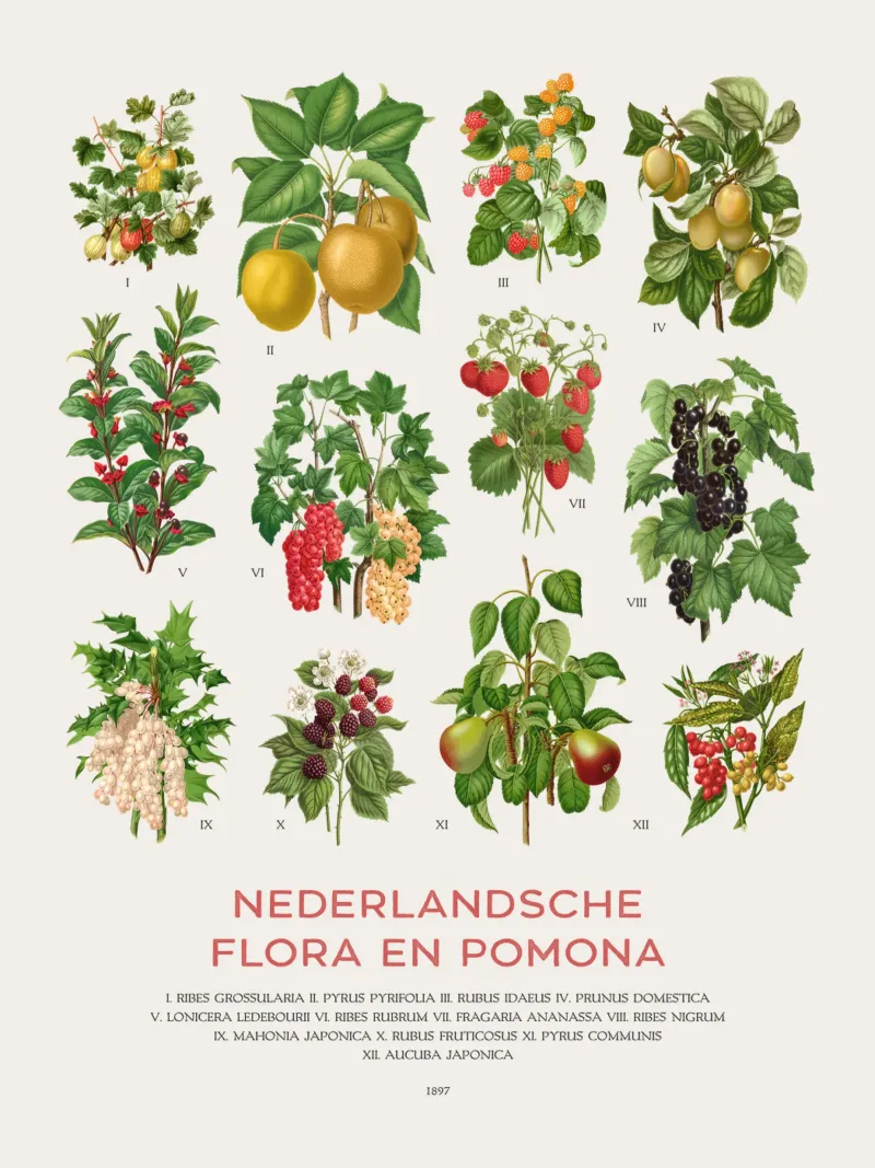 Grafico botanico moderno - Flora olandese carta hahnemühle da Vintagrafica