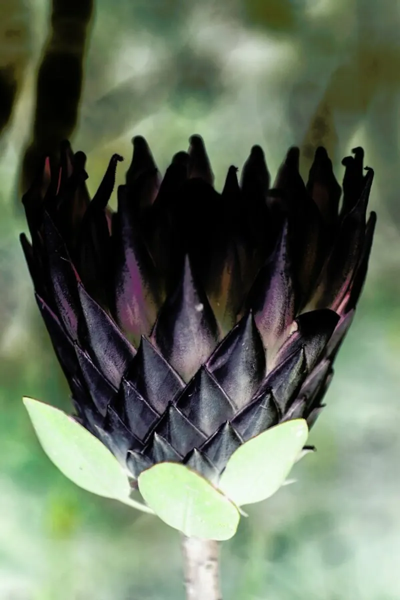 King Protea 1 pellicola backlit da Shot By Clint
