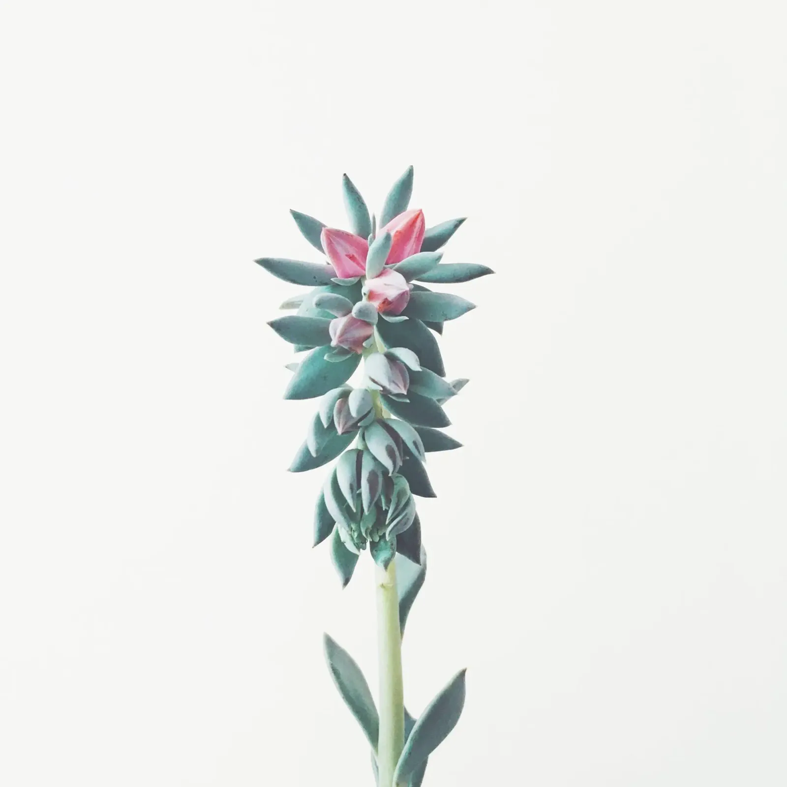 Succulente fiorite pellicola backlit da Cassia Beck Photography