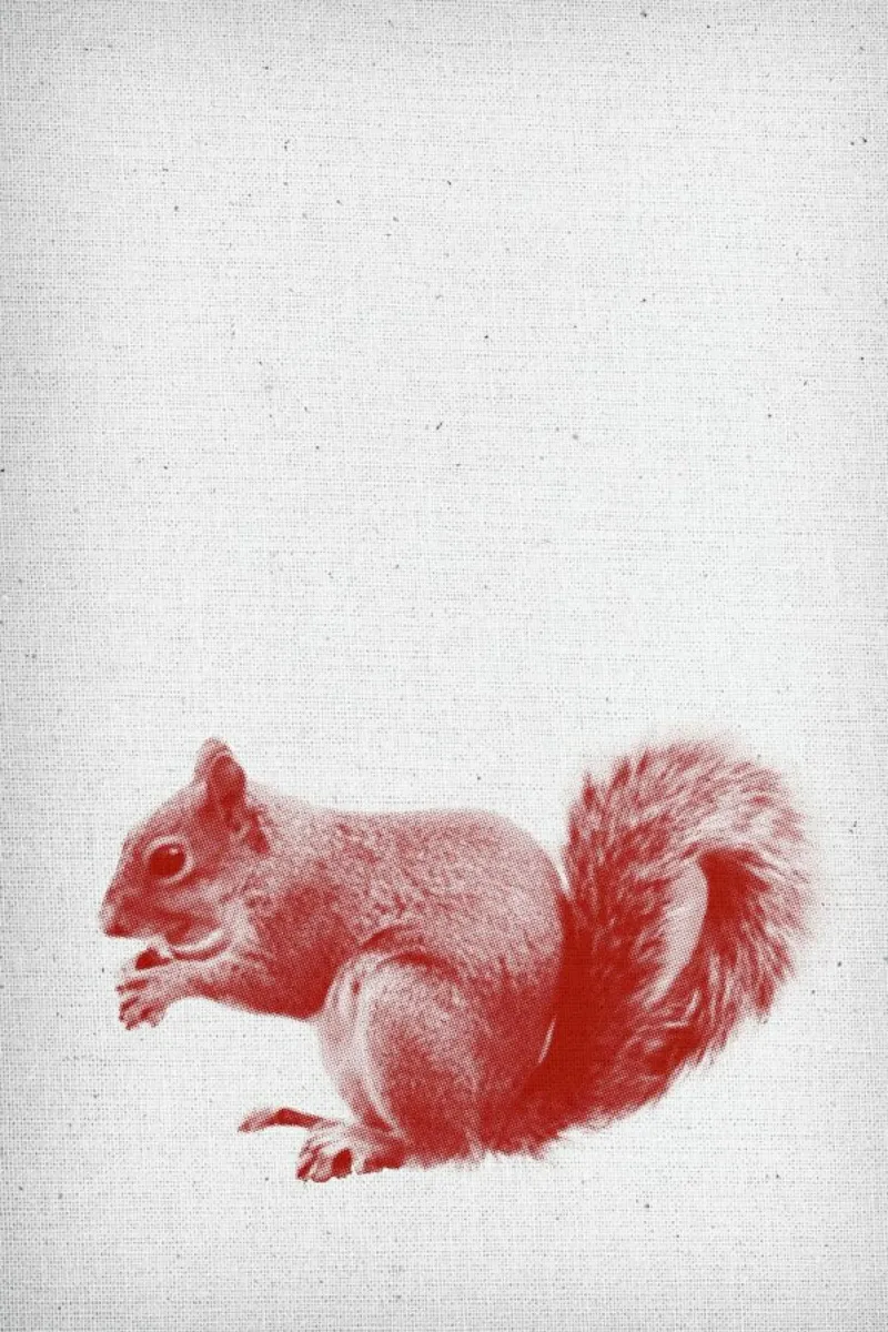 Squirrel pellicola backlit da Froilein Juno