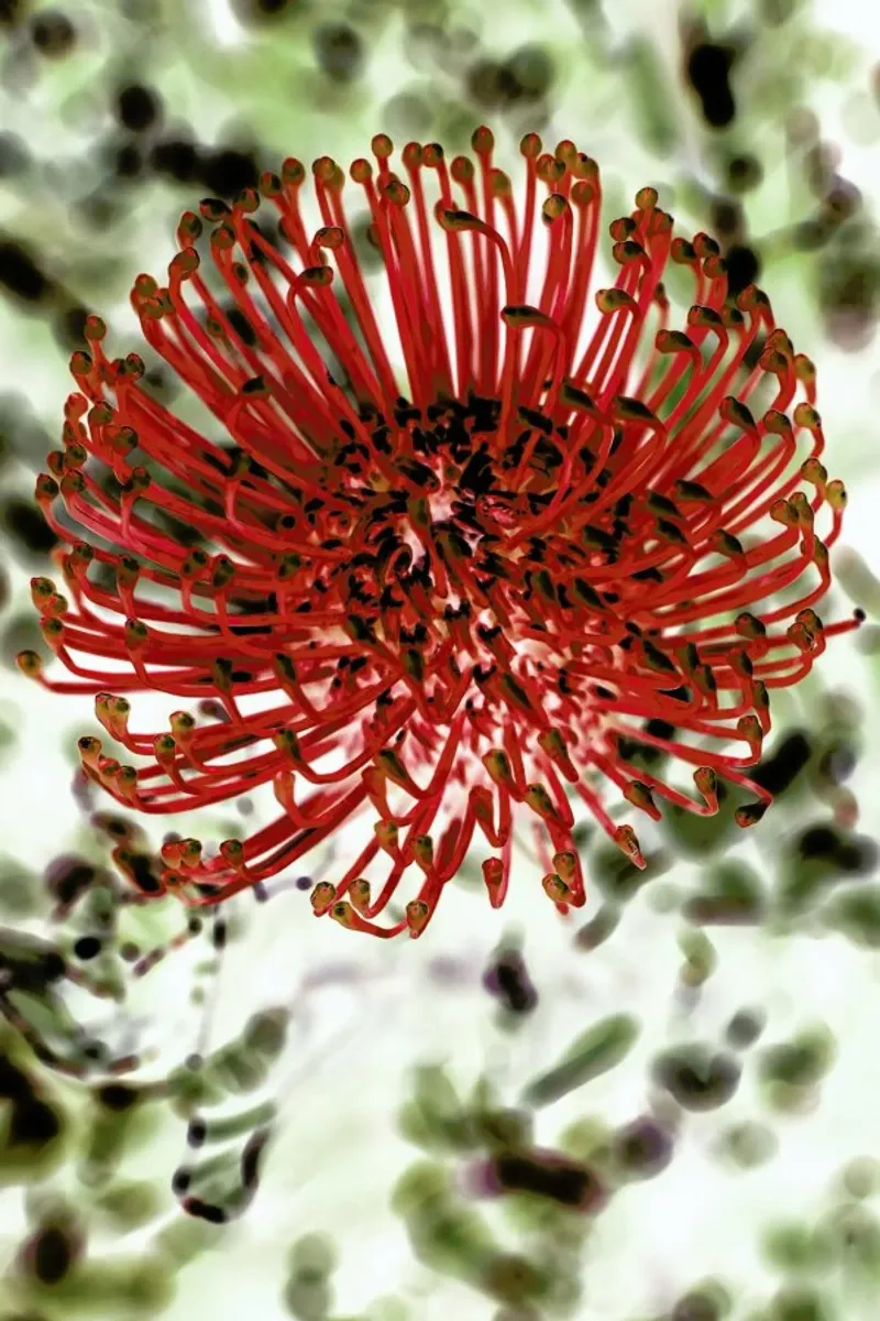 Pin Cushion 2 pellicola backlit da Shot By Clint
