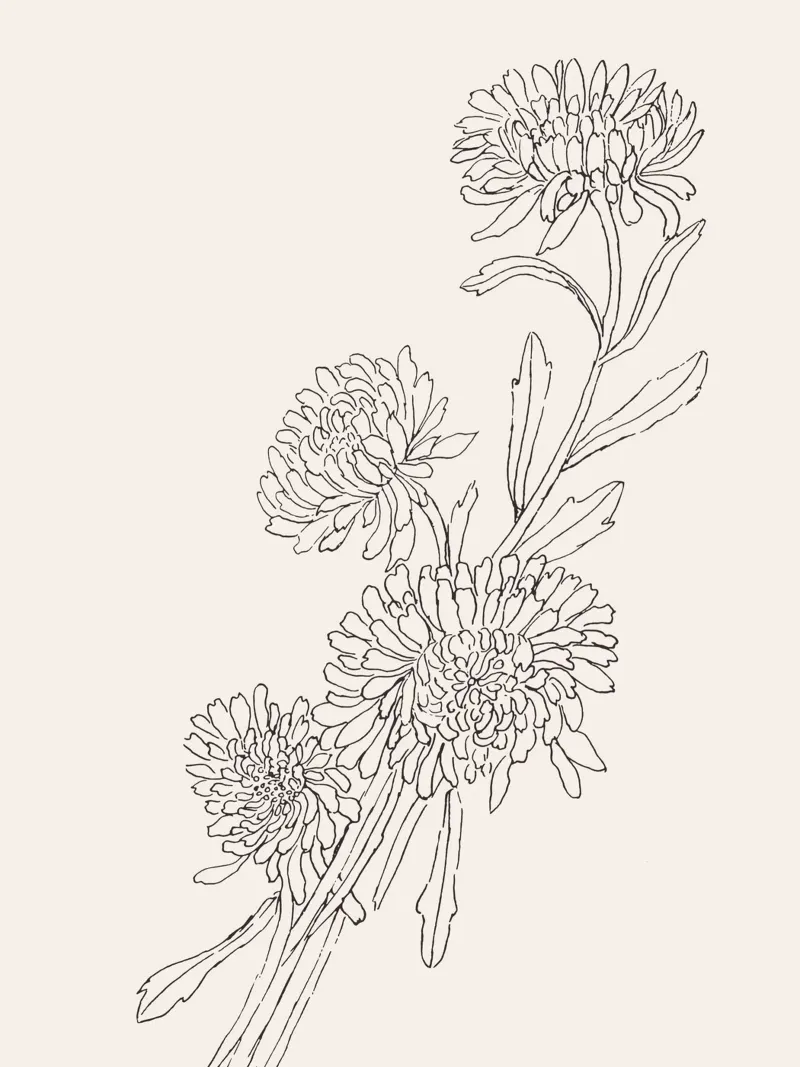 Chrysanths Sketch no. 2 carta hahnemühle da apoloprints
