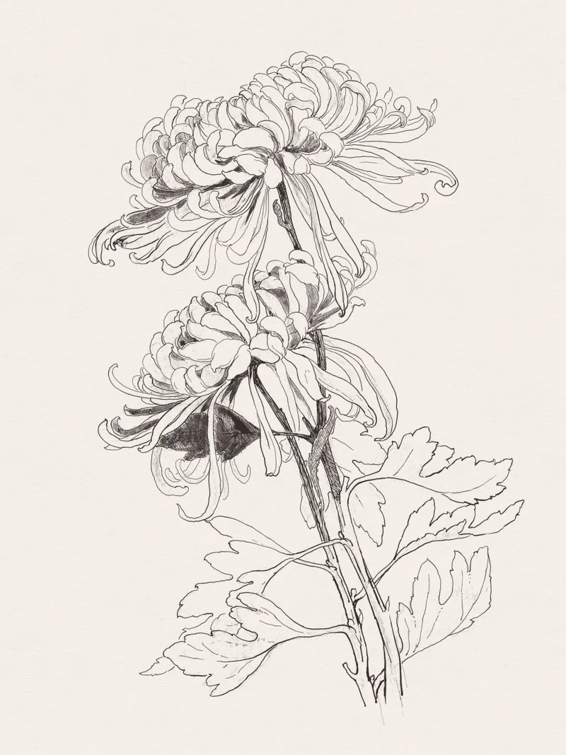 Chrysanths Sketch no. 1 carta hahnemühle da apoloprints