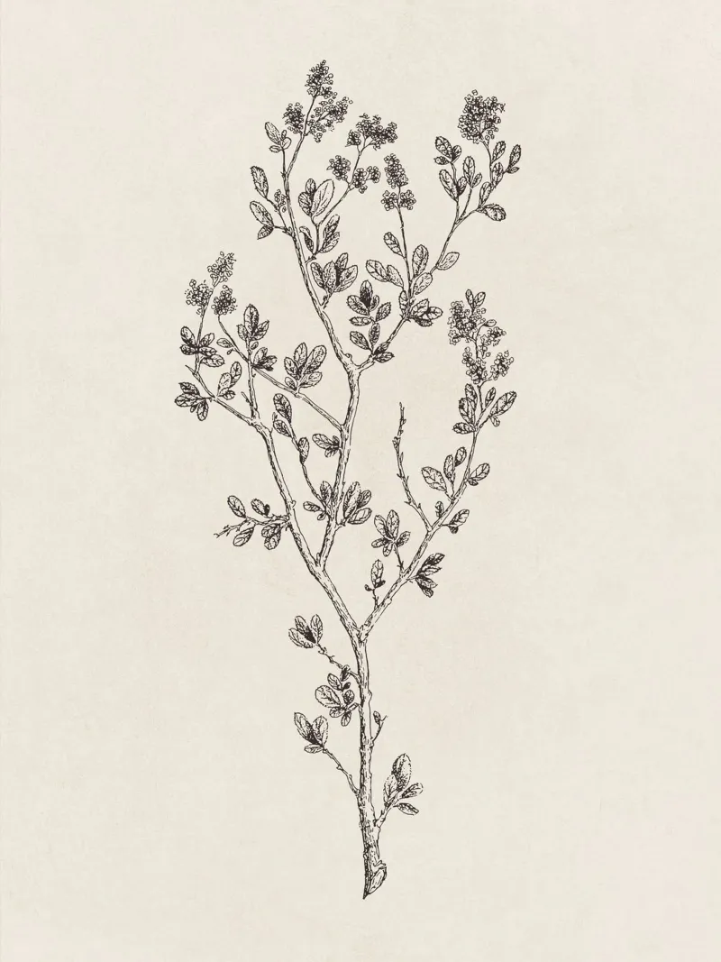 Ceanothus Wildflower Sketch no. 1 carta hahnemühle da apoloprints