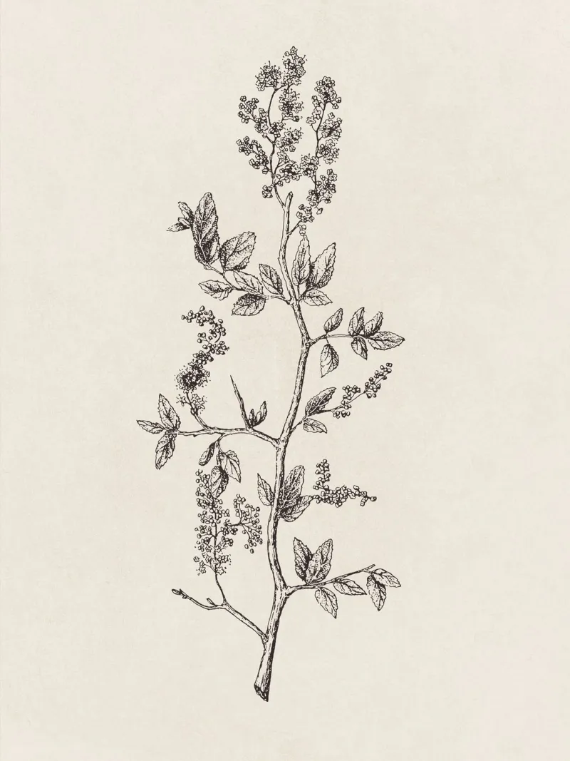 Ceanothus Wildflower Sketch no. 2 carta hahnemühle da apoloprints