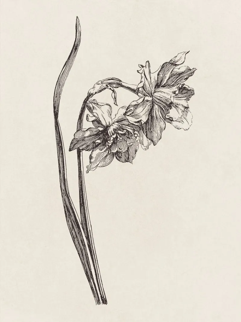 Daffodil Flower Sketch no. 2 carta hahnemühle da apoloprints