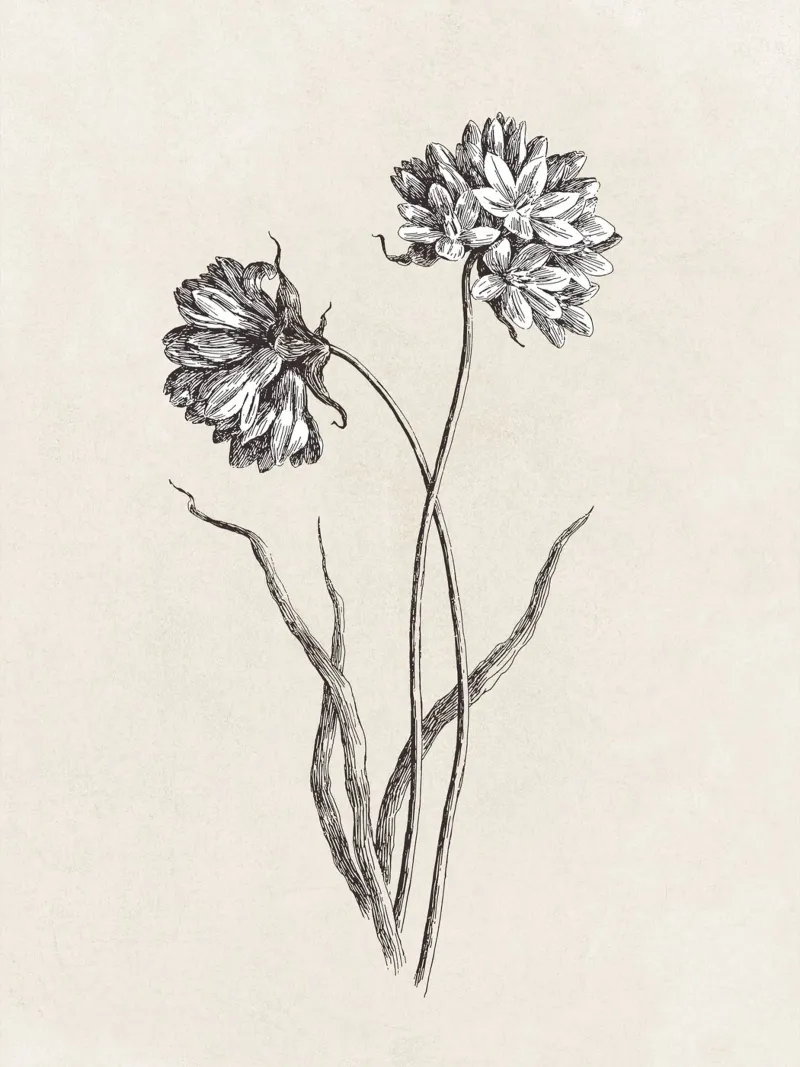 Cluster Lilies Sketch carta hahnemühle da apoloprints