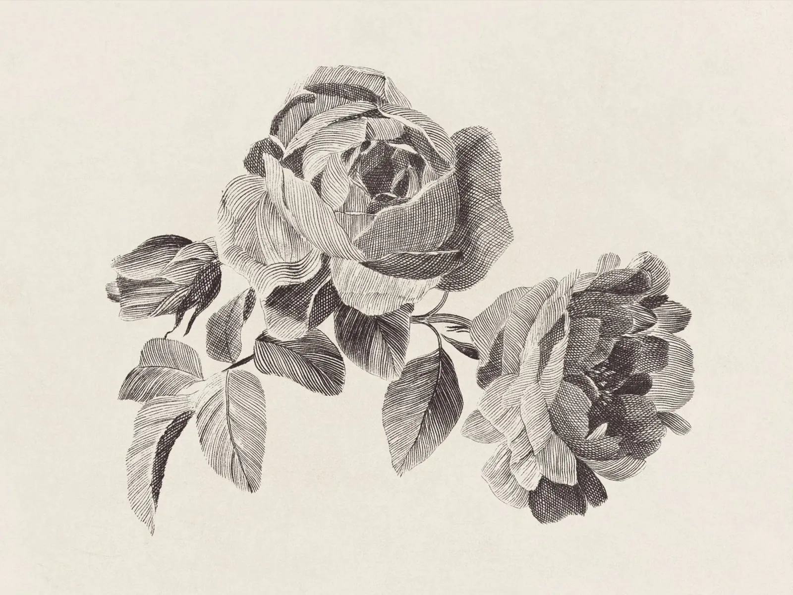 Roses Sketch no. 2 carta hahnemühle da apoloprints