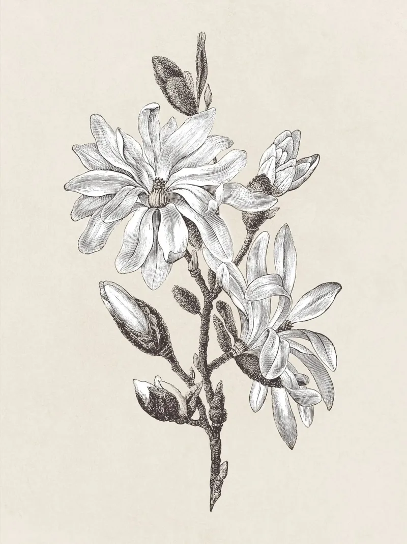 Magnolia Flower Sketch no. 2 carta hahnemühle da apoloprints