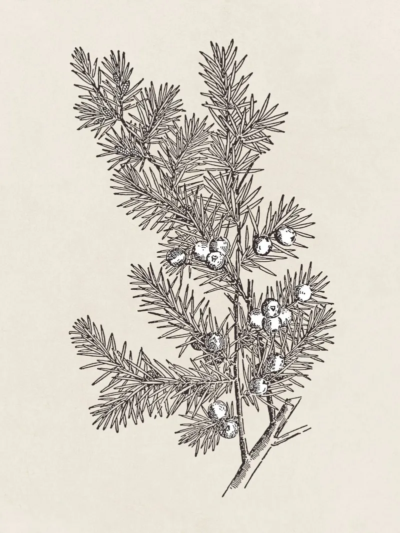 Juniper Branch Sketch no. 2 plexiglass da apoloprints