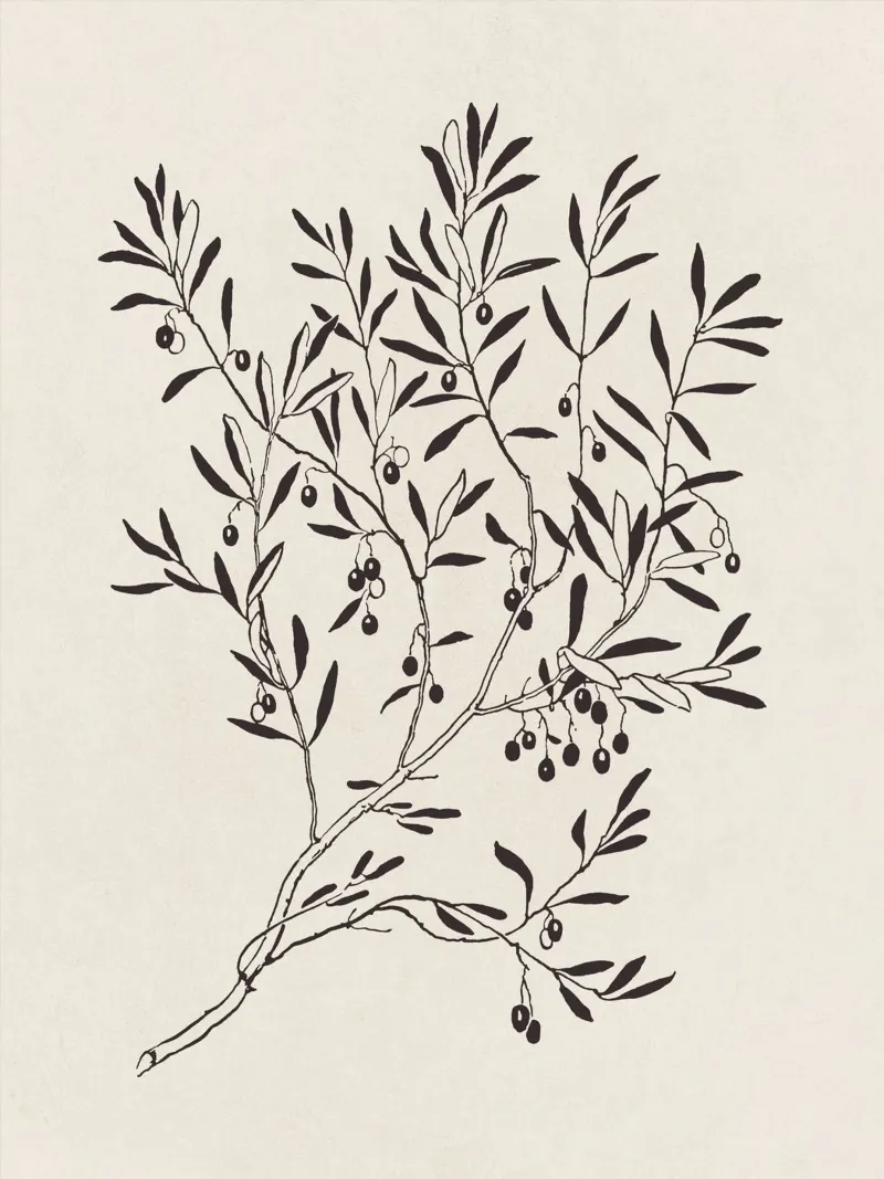 Olive Branch Sketch no. 3 pellicola backlit da apoloprints