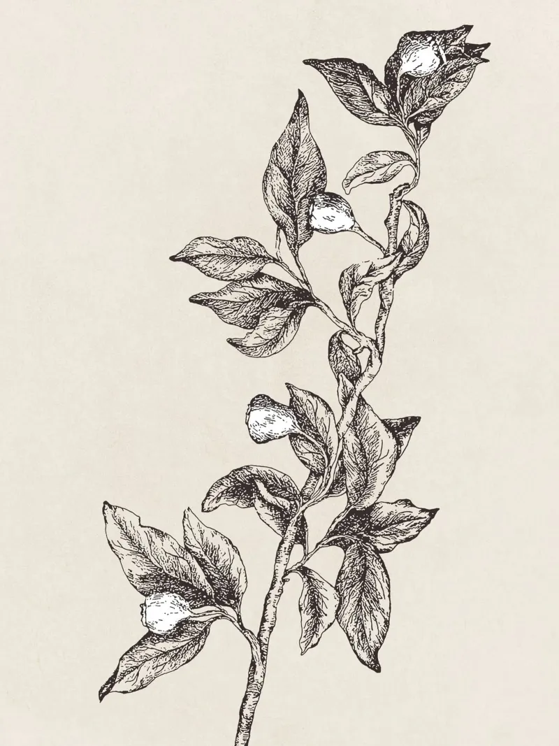 Pyrularia Botanical Sketch plexiglass da apoloprints