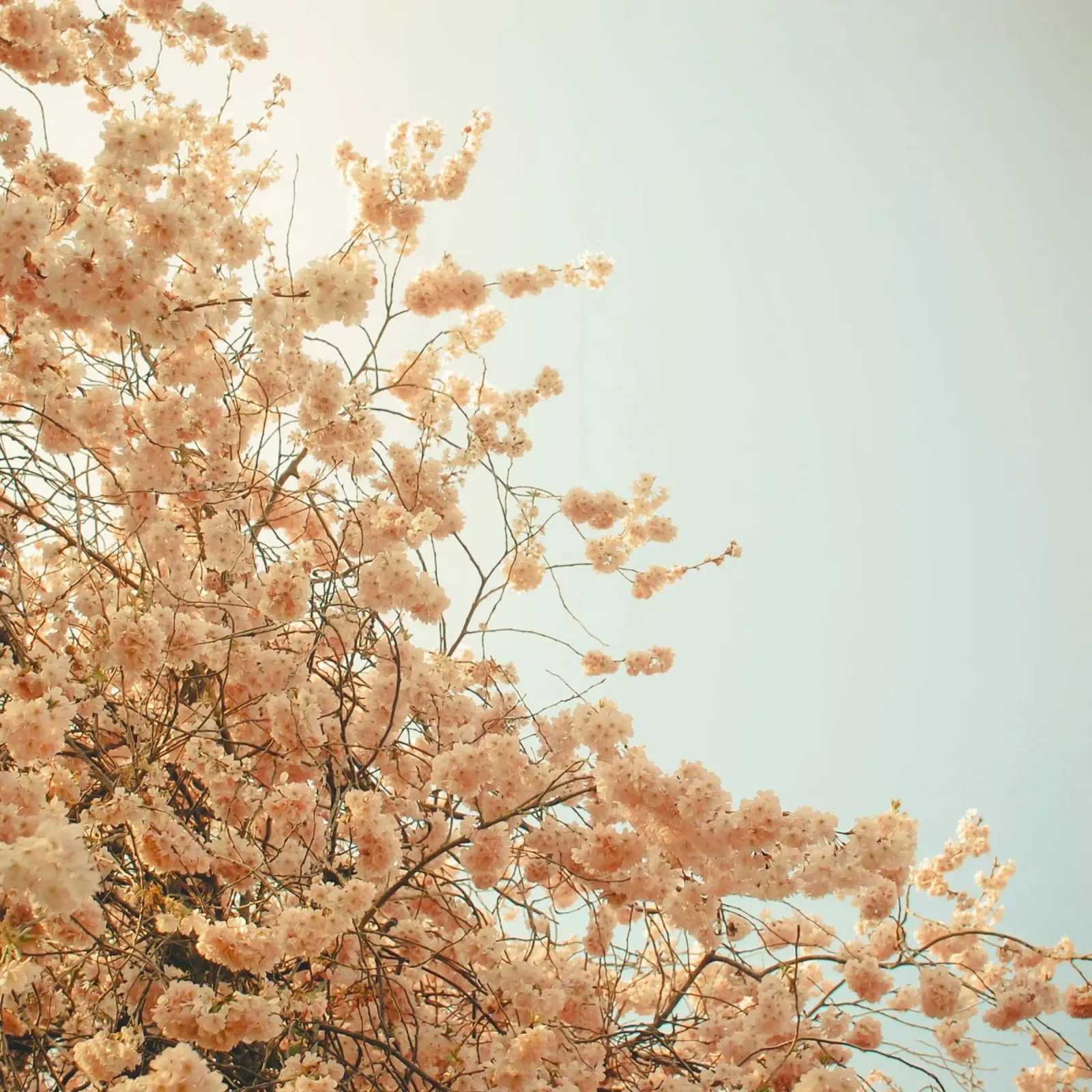 Spring is Here canvas by Cassia Beck Photography