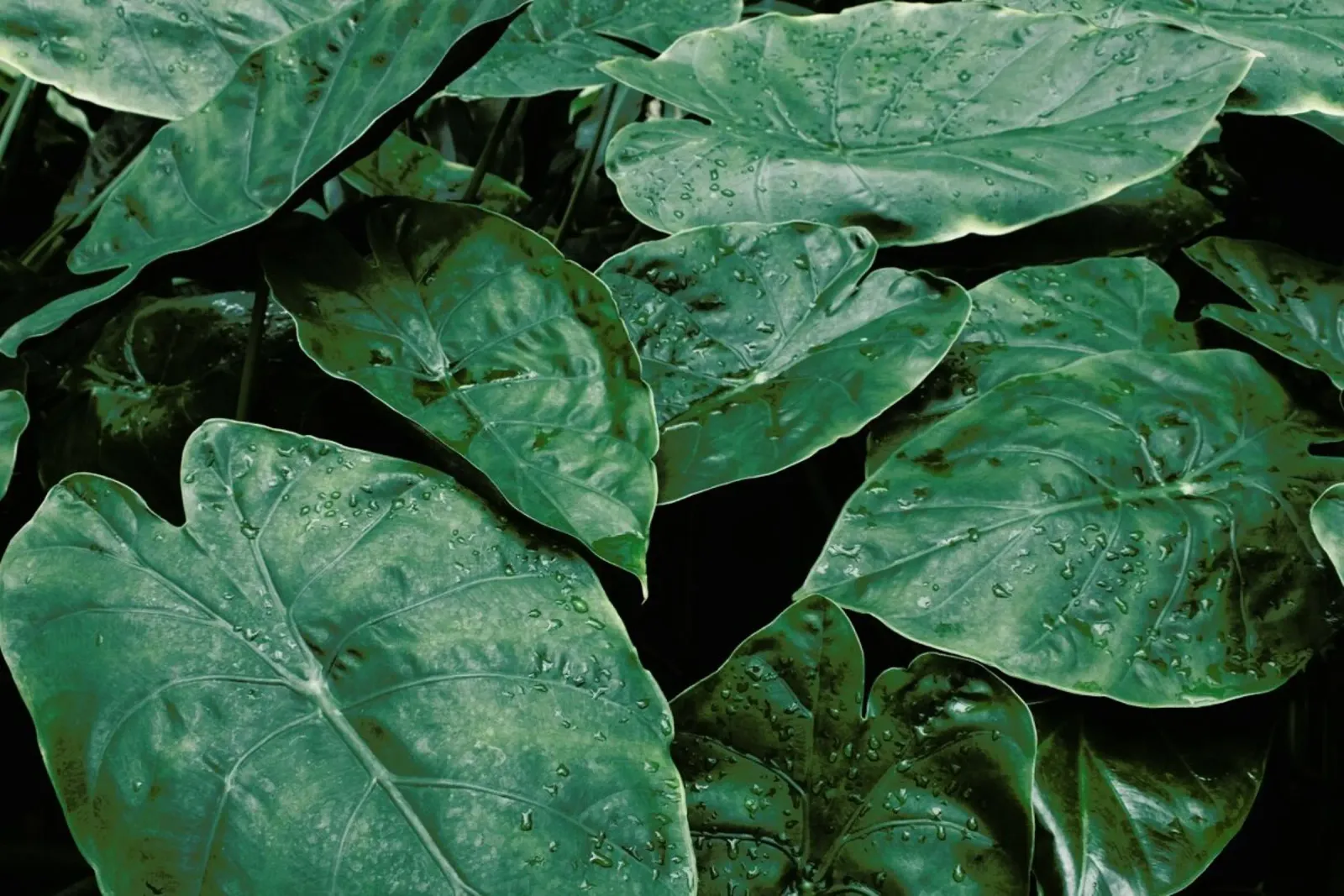 Leaves II pellicola backlit da Elena Veronese
