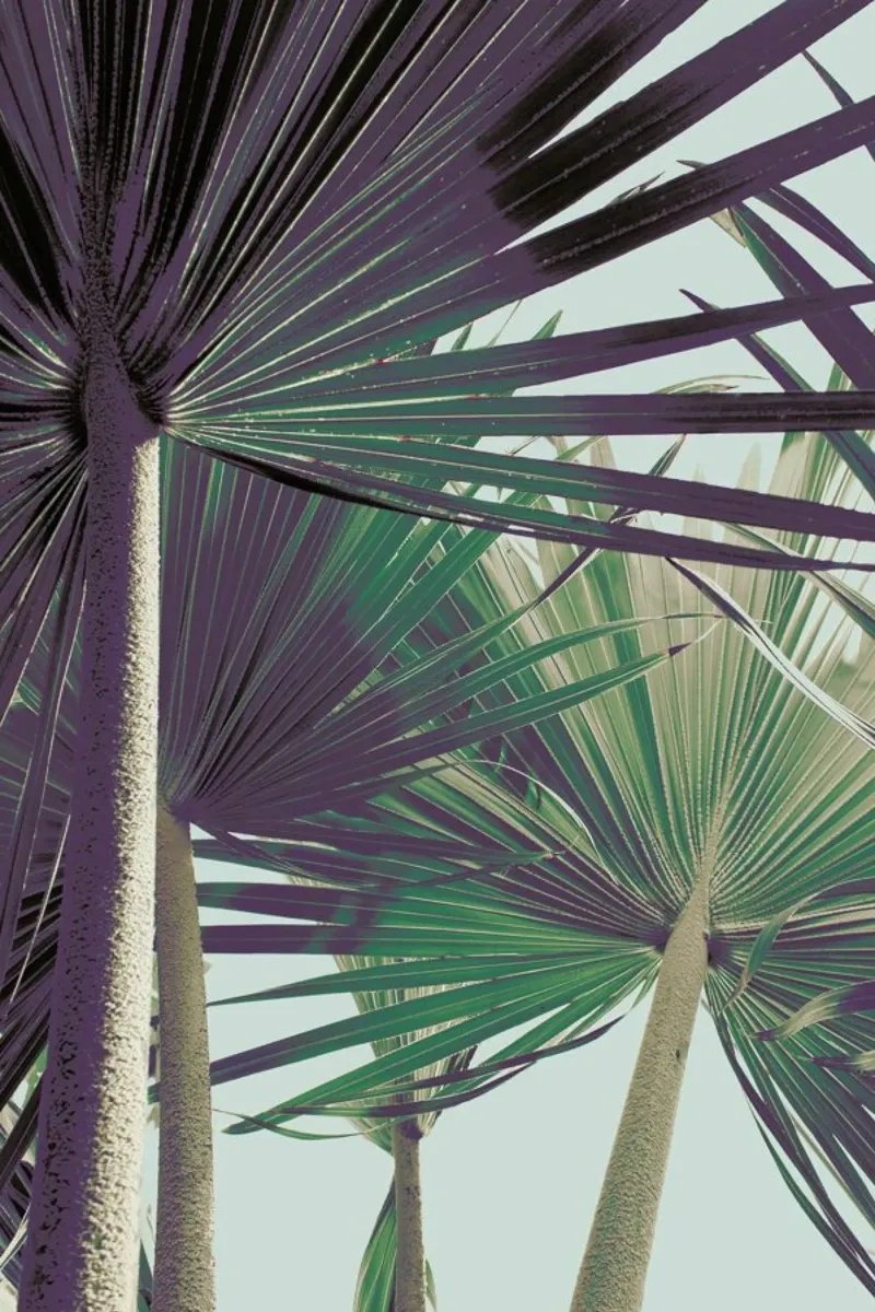Palm I pellicola backlit da Elena Veronese