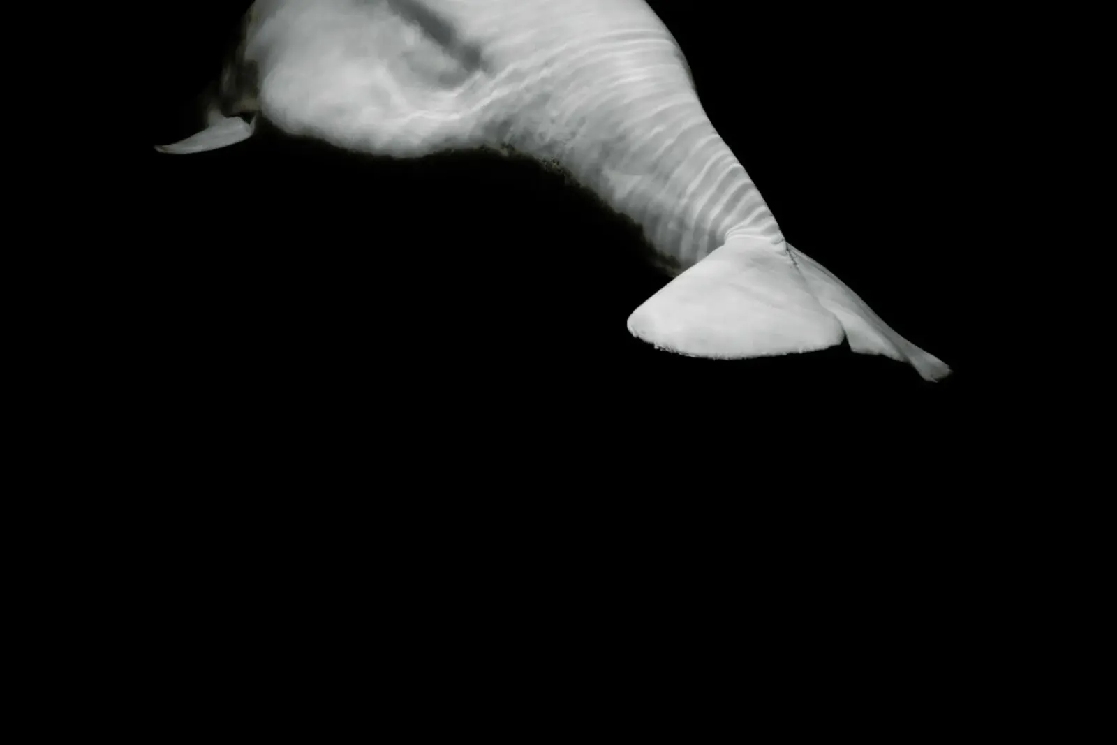 Beluga Whale 1 2 pellicola backlit da In Full Color