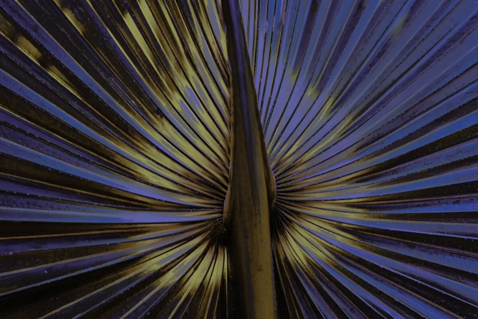 Palm II pellicola backlit da Elena Veronese