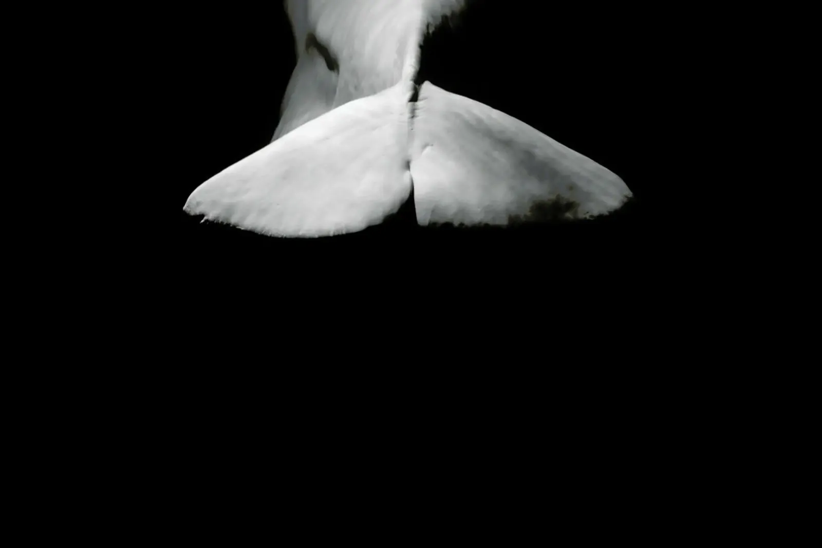 Beluga Whale 4 pellicola backlit da In Full Color