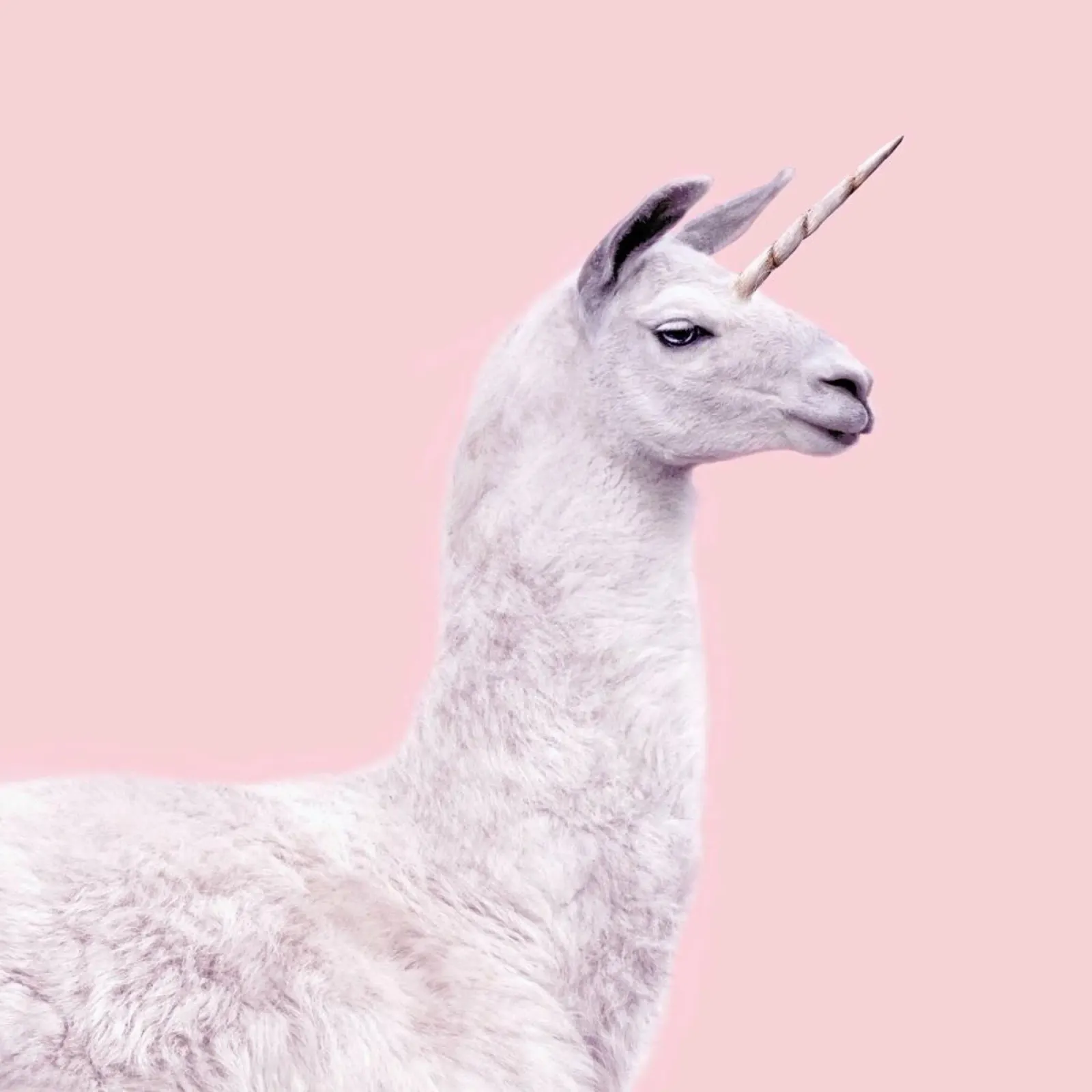 Llama Unicorn plexiglass da Paul Fuentes Design
