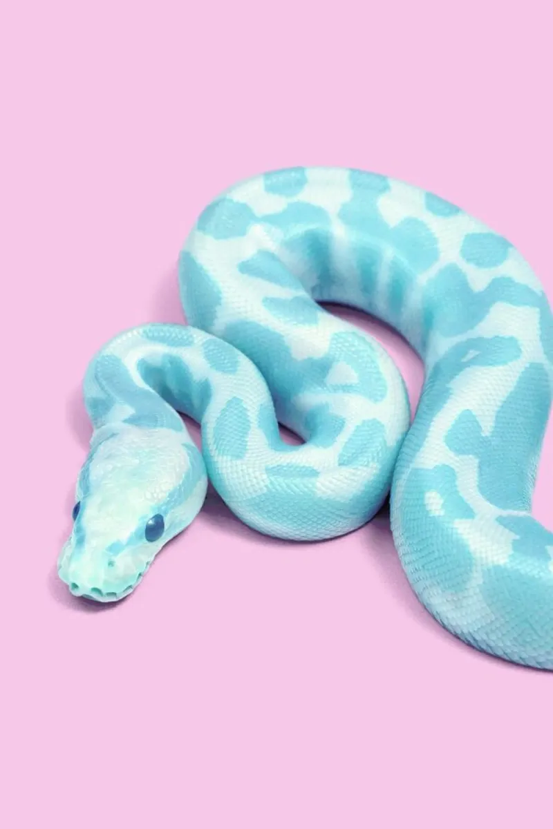 Blue Snake pellicola backlit da Paul Fuentes Design