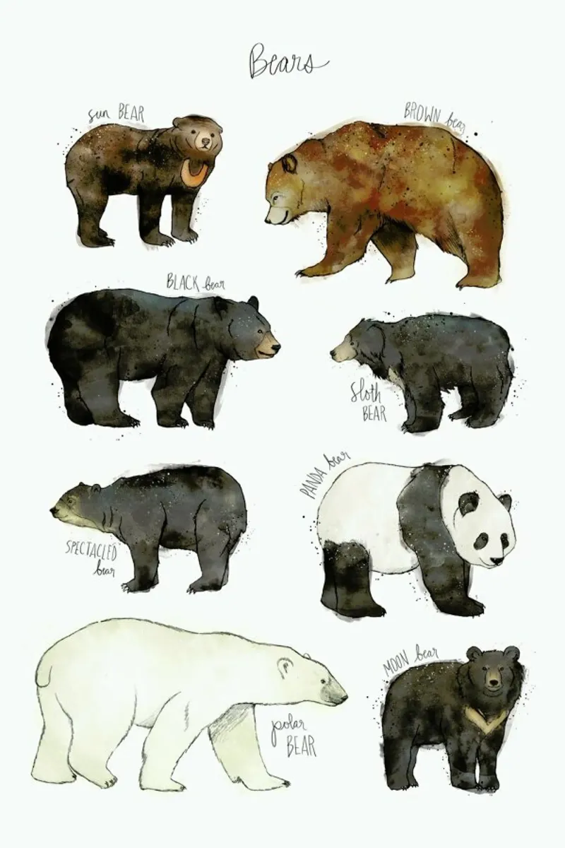 Bears pellicola backlit da Amy Hamilton